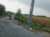 bau trai ha  2.jpg